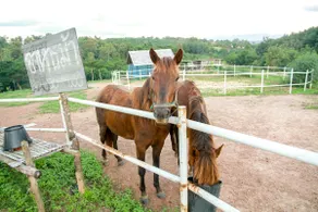 Monsamkien Farmstay - Image 5