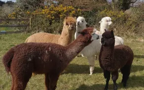 Peaceful tranquil Alpaca Farm - Image 4