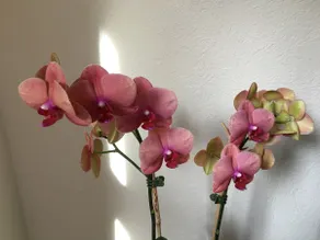 Sunny private studio, walk to the University - Image 4