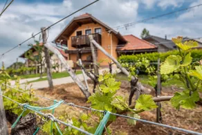 Wineyard getaway house - Image 4