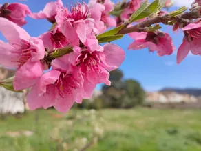 Les violetes - Image 3