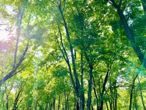 Forest and River Side Tranquil House - Image 3