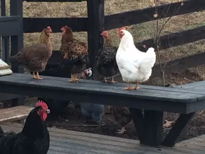 Full Circle Farm Shenandoah Valley No Cleaning Fee - Image 4