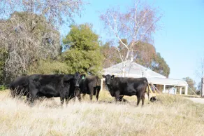 Griffin Getaway Countryside - Image 3