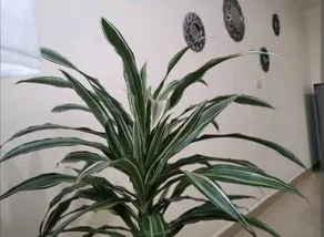 Casa Zarco 2 - Image 3