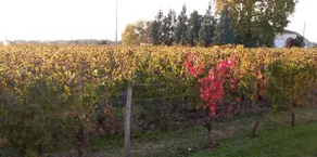 Château Roseyrol proche Saint-Emilion - Image 4