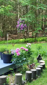 Mai's Cabin! - Image 4