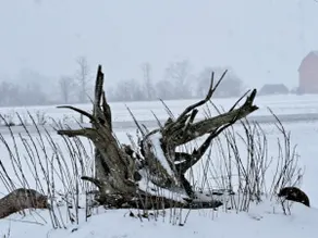 Hosta Haven: Entire bungalow in The County. - Image 5