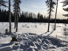 Pleasant Valley Outdoor Cabin on Yukon Quest Trail - Image 5