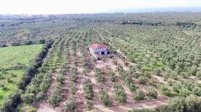 Apia Olive Grove - Image 3
