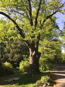 The Big Oak - Image 2