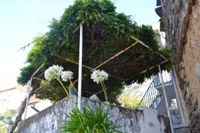 Casa da Ponte do Arrocho - Image 5