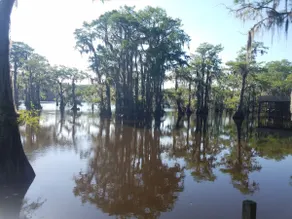 Pine Island Paradise - Image 4