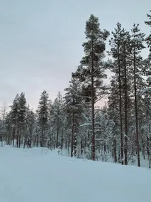 Cozy log cabin in Finnish Lapland - Image 3
