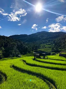 Pang Ma-O rice terrace นาขั้นบันไดบ้านปางมะโอ - Image 3