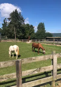 Horse-pitality in the Hills of Roanoke - Image 2