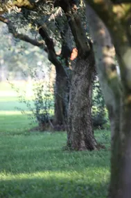 Under the Walnut Tree Pomer - Family & pet-friendly, big lawn, greenery, nature - Image 5