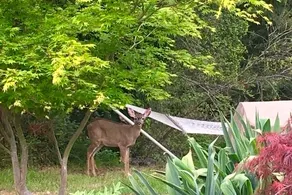 Deerhaven - Image 2