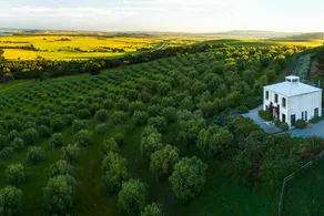 The House On The Hill Olive Grove - Image 2
