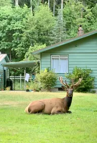 Peaceful “Sit a Spell” Farm Studio in the Woods - Image 5