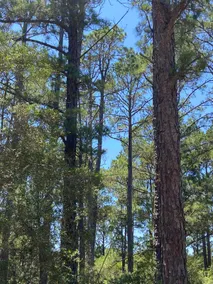 Best Little Cabin in Texas - Image 5