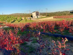 Quinta do Carregal - Image 3