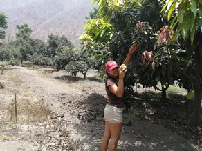 Fundo Huabayor, experiential tourism in the countryside - Image 3