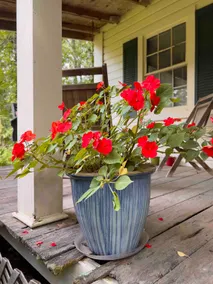 Oxford, MS Cottage - Image 5