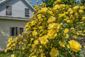 Swedish Orchard Farm - Image 3