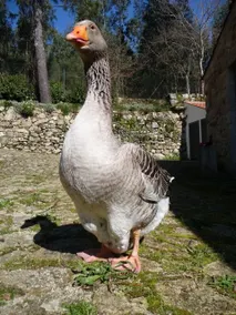 Quinta das Aguias – Peacock Cottage - Image 4
