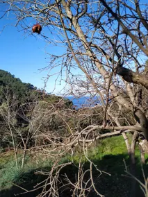FINCA SON TORRAT - Image 4