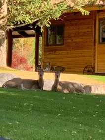 Hemler Creek Cedar Cabin - Image 3