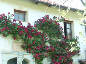 Ancient country house from the 1600s - Image 5