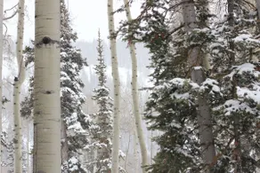Peace in the Pines-Amazing Remodeled Condo - Image 5