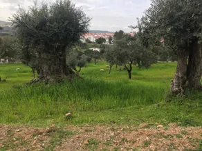 I colori del Alentejo in Arraiolos - Image 4