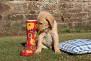 5* Dog Friendly Country Cottage, Garden & Orangery - Image 5
