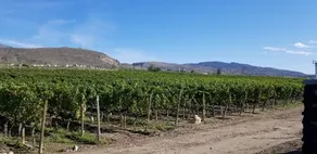Modern + Spacious Vineyard View 2 bedroom. Unit #1 - Image 2