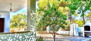 The pine forest by the sea - Image 5