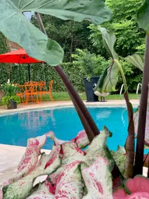 Private 4-Bedroom home with pool! - Image 5