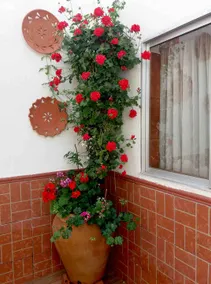 Rustic studio in Almodóvar - Image 4