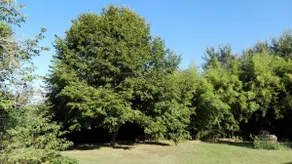 10 bis - Image 4