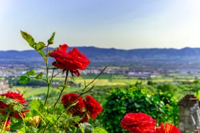 La Casa delle Rose, immersa nel verde - Image 3