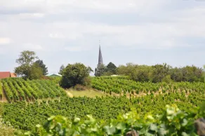 Les cerisiers - Image 4