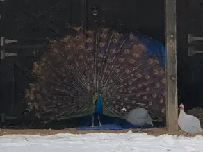 Private Baraboo Bluffs Cabin with Peacocks! - Image 4