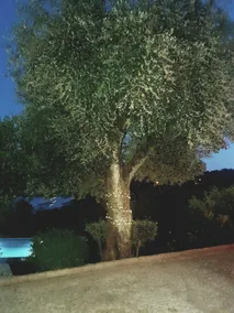 Casa de Campo – Olive House - Image 3