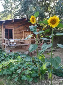 ”The Gozzi Cabin” - Image 5
