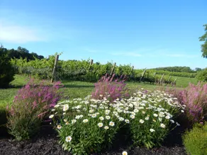The Bungalow at Brianza Winery - Image 4