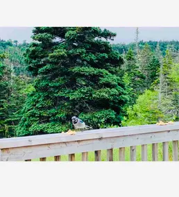 Salmonier River Retreat - Surrounded By Nature - Image 4