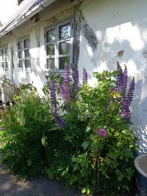 Idyllic cottage house, 180 degrees sea view - Image 3