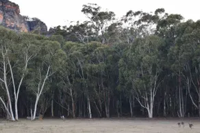 Acacia Cottage with bush view - Werriberri - Image 5